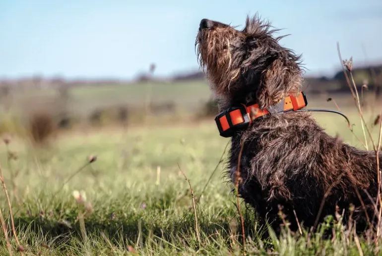 Alpha LTE, hundpejl - Handhållen Gps - Alpha LTE, hundpejl