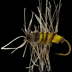 Superpuppa yellow nymph - Flugor - Superpuppa yellow nymph